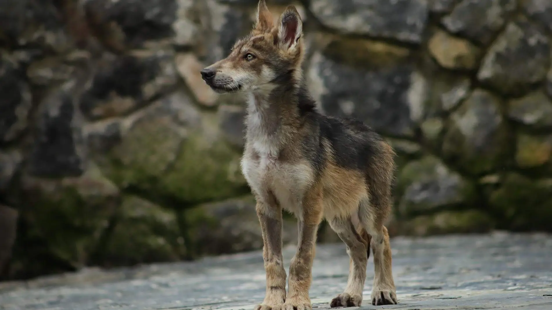 lobo gris edomex